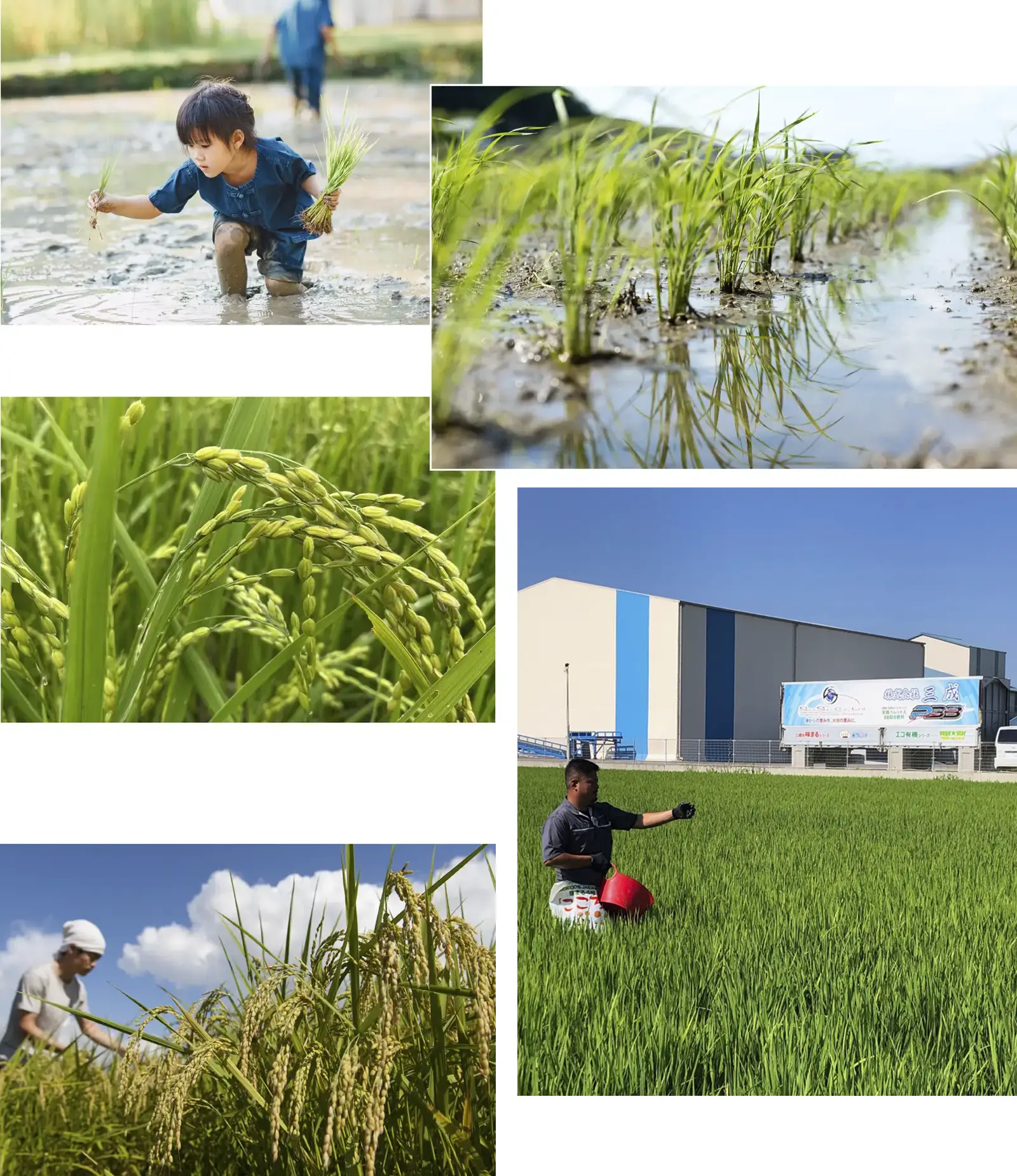 自社製品のPBB肥料を使って自分たちの手でお米を育てています